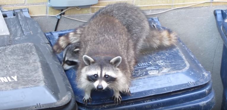 What attracts raccoons?