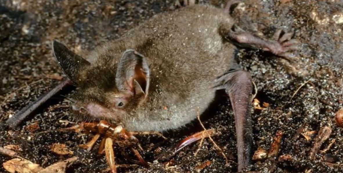 How many bugs do bats eat?