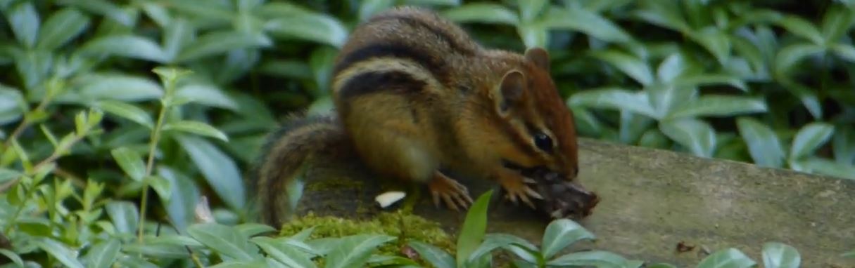 Chipmunk Prevention How To Keep Chipmunks Away From Yard Or