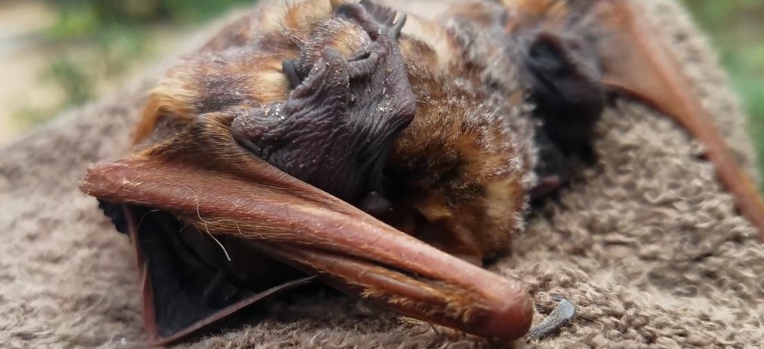 Do Bats Drink Water?